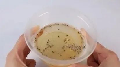 灭苍蝇装置_灭苍蝇卵_灭苍蝇设备