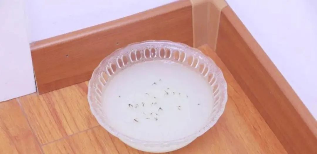 灭苍蝇卵_灭苍蝇装置_灭苍蝇设备