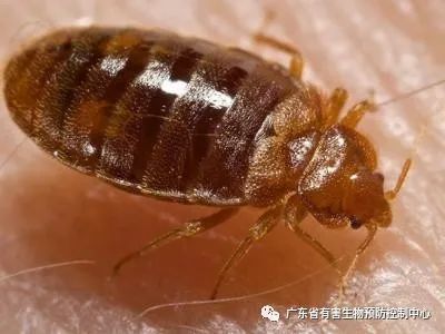 室内灭臭虫_室内杀臭虫什么药最好_室内臭虫怎么消灭