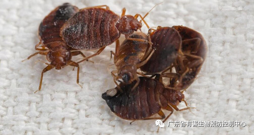 室内臭虫怎么消灭_室内灭臭虫_室内杀臭虫什么药最好