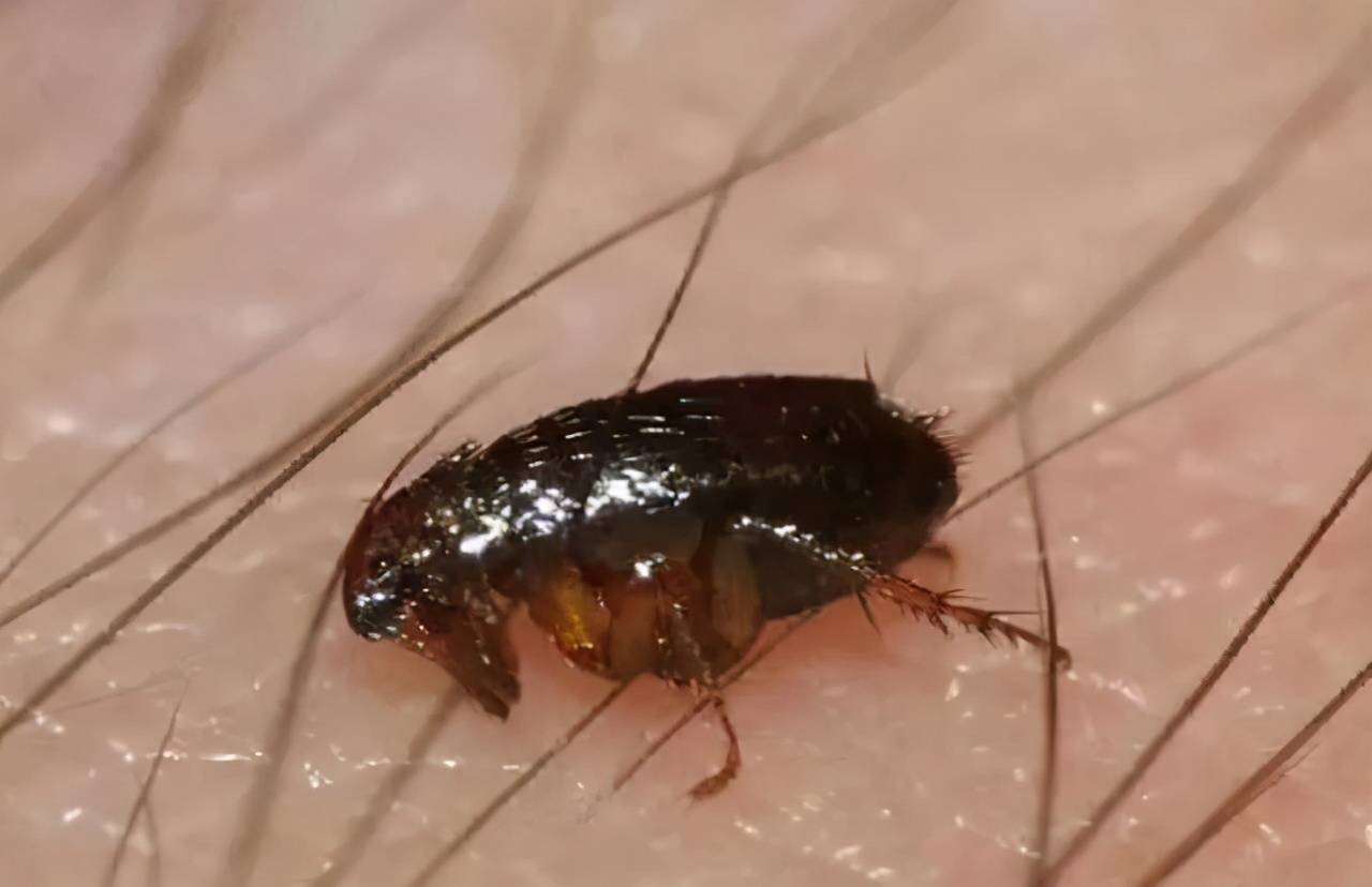 跳蚤图片高清图_跳蚤图片放大_跳蚤的图片