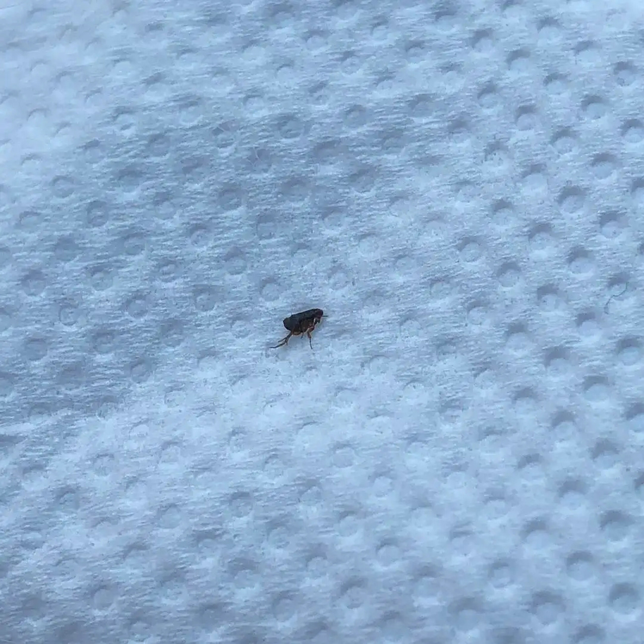 跳蚤的图片_跳蚤图片放大_跳蚤图片高清图