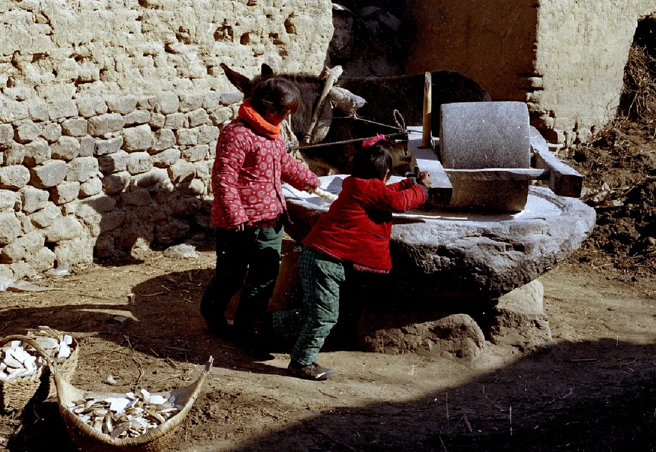 跳蚤的图片_跳蚤图片放大_跳蚤图片高清图