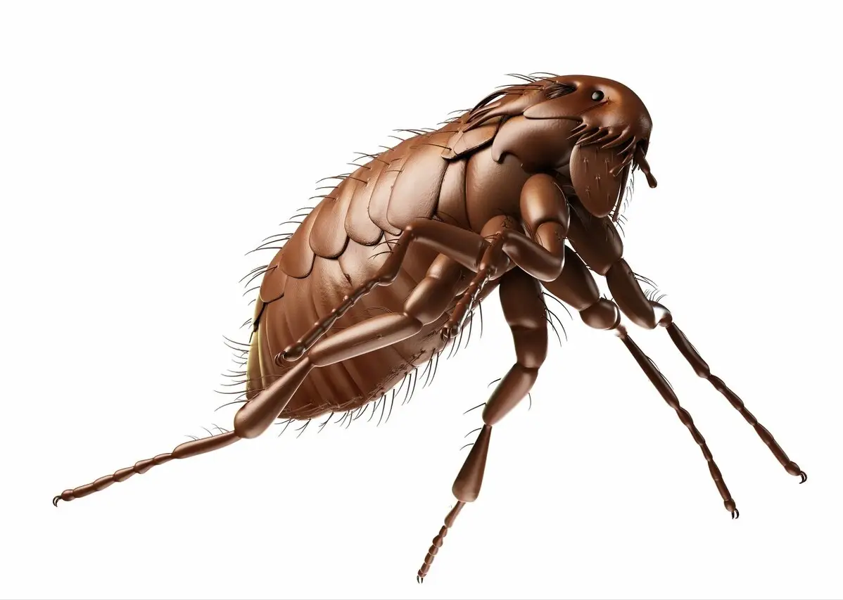 跳蚤的图片_跳蚤图片放大_跳蚤图片高清图