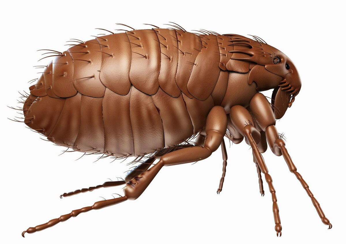 跳蚤图片高清图_跳蚤图片放大_跳蚤的图片