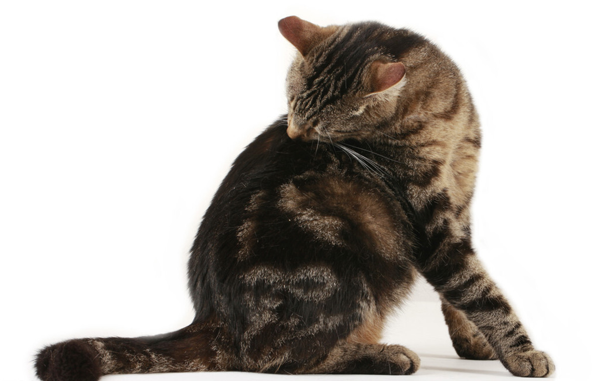 跳蚤图片放大_跳蚤的图片_跳蚤图片高清图