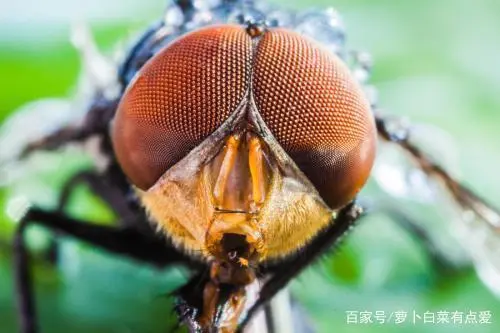 灭苍蝇的最好方法_苍蝇消灭苍蝇最好的办法_苍蝇用什么方法灭最好