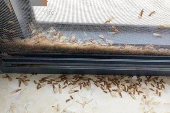 白蚁怎么灭效果最好_效果灭白蚁好不好_效果灭白蚁好用吗