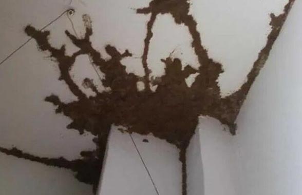 效果灭白蚁好用吗_效果灭白蚁好不好_白蚁怎么灭效果最好