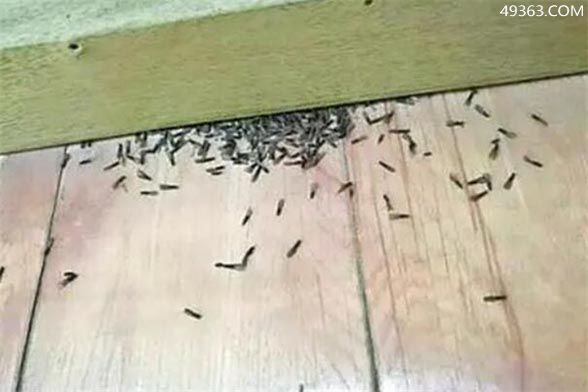 白蚁怎么灭效果最好_效果灭白蚁好不好_效果灭白蚁好用吗