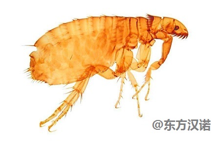 武汉灭跳蚤公司_武汉跳蚤论坛_跳蚤市场武汉