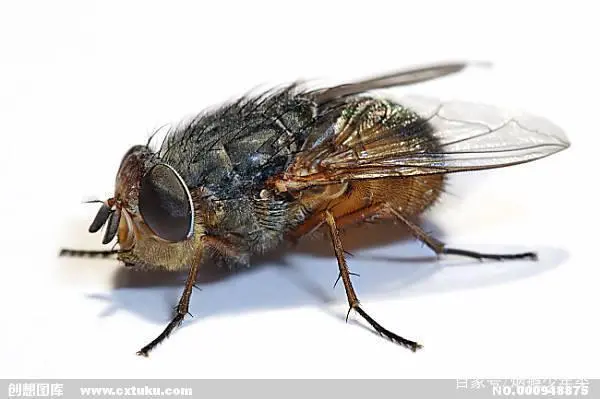 苍蝇消灭苍蝇最好的办法_苍蝇怎样灭_灭苍蝇的最好方法