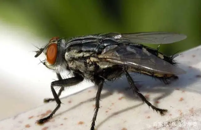 苍蝇消灭苍蝇最好的办法_灭苍蝇的最好方法_苍蝇怎样灭