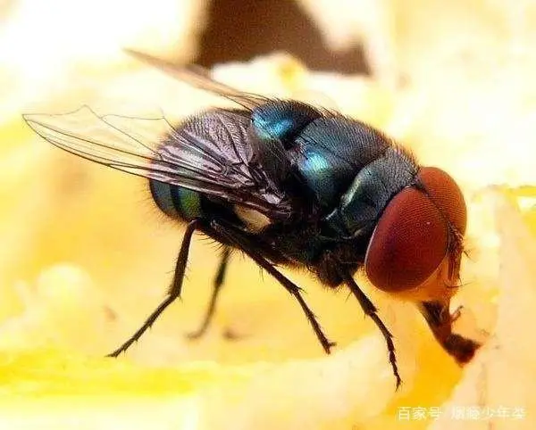 苍蝇消灭苍蝇最好的办法_苍蝇怎样灭_灭苍蝇的最好方法