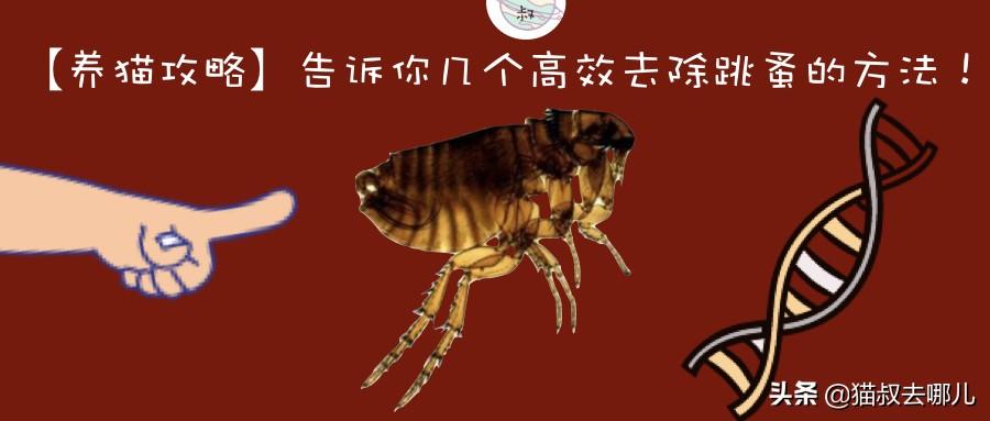 消灭跳蚤有什么办法_如何灭跳蚤一次全消灭_消灭消灭跳蚤