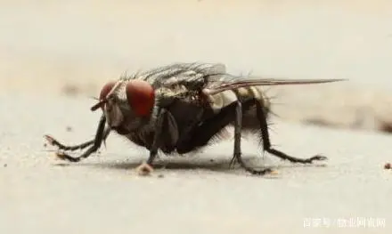 咋灭苍蝇_苍蝇怎样灭_灭苍蝇的最好方法