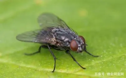 灭苍蝇的最好方法_苍蝇怎样灭_咋灭苍蝇
