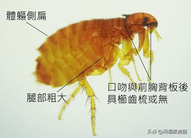 如何灭跳蚤一次全消灭_消灭消灭跳蚤_有效消灭跳蚤