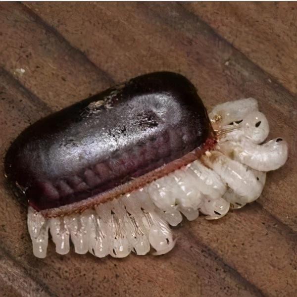 灭杀蟑螂药_蟑蟑螂药_灭蟑螂药