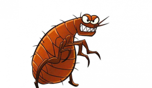 彻底消灭跳蚤_消灭消灭跳蚤_如何灭跳蚤一次全消灭