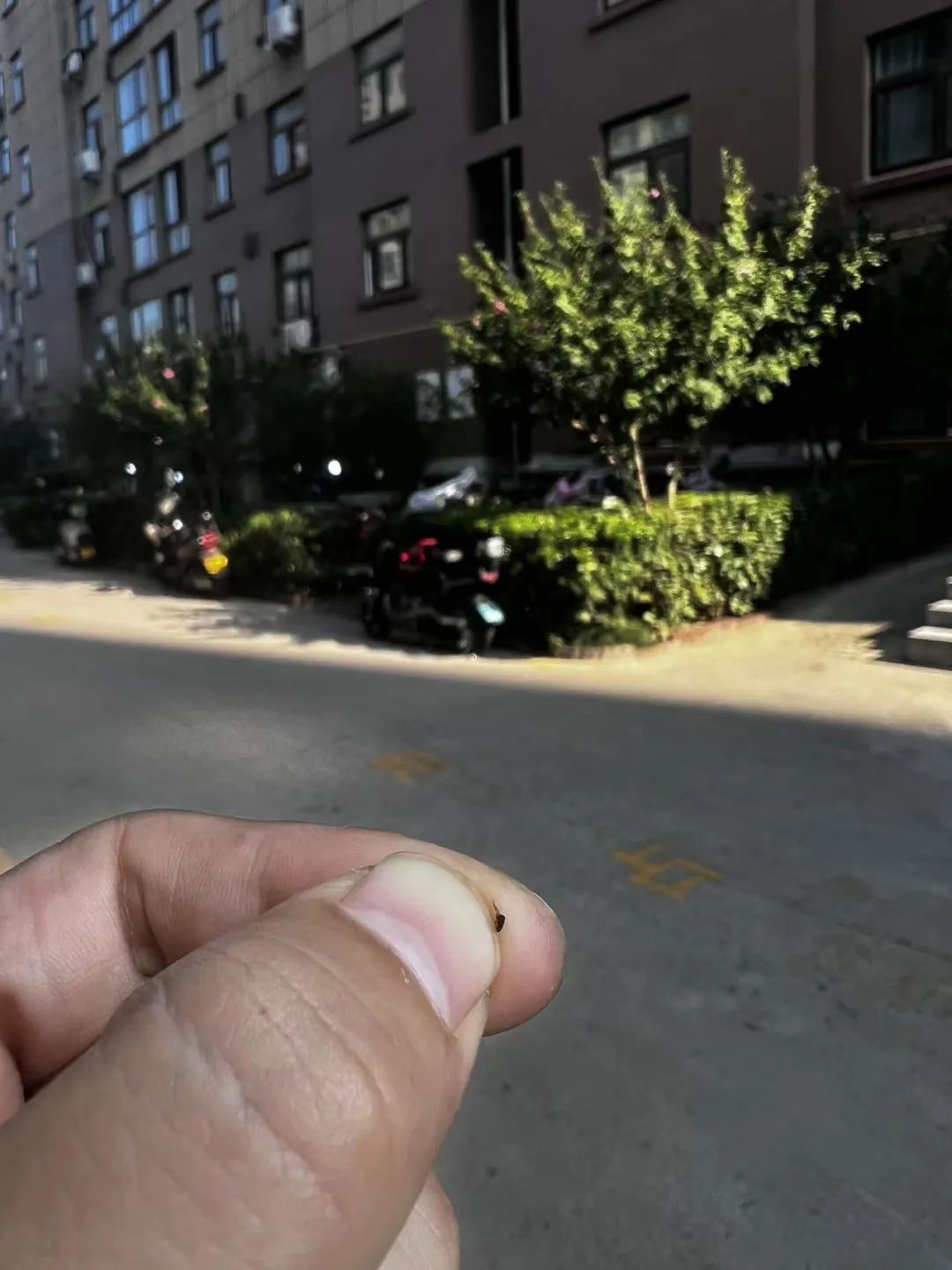 专业抓跳蚤_抓跳蚤什么意思_抓跳蚤的工具