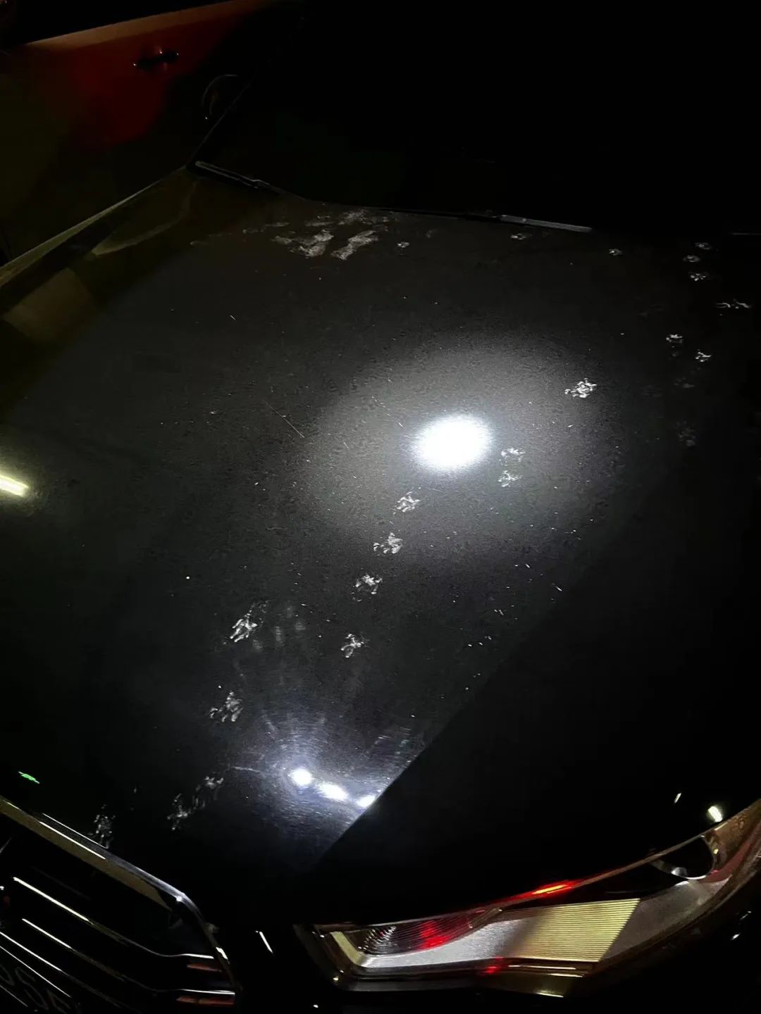 抓跳蚤的工具_抓跳蚤什么意思_专业抓跳蚤