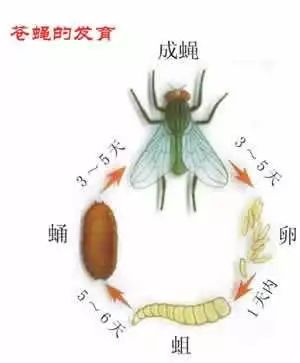苍蝇用什么方法灭最好_灭苍蝇的最好方法_咋灭苍蝇