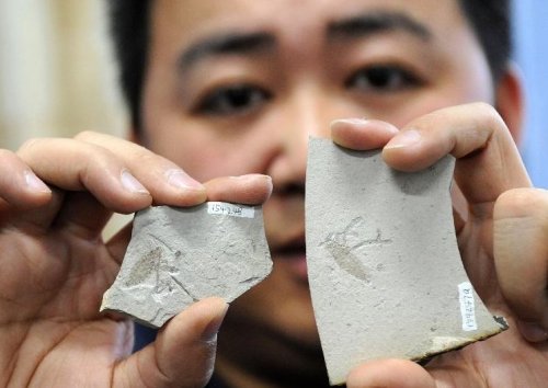 跳蚤的卵_跳蚤的卵_跳蚤的卵