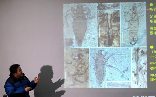 跳蚤的卵_跳蚤的卵_跳蚤的卵