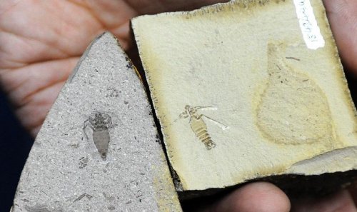 跳蚤的卵_跳蚤的卵_跳蚤的卵