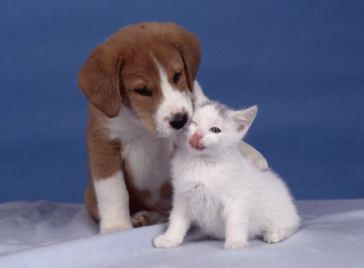 如何灭跳蚤一次全消灭_消灭消灭跳蚤_彻底消灭跳蚤