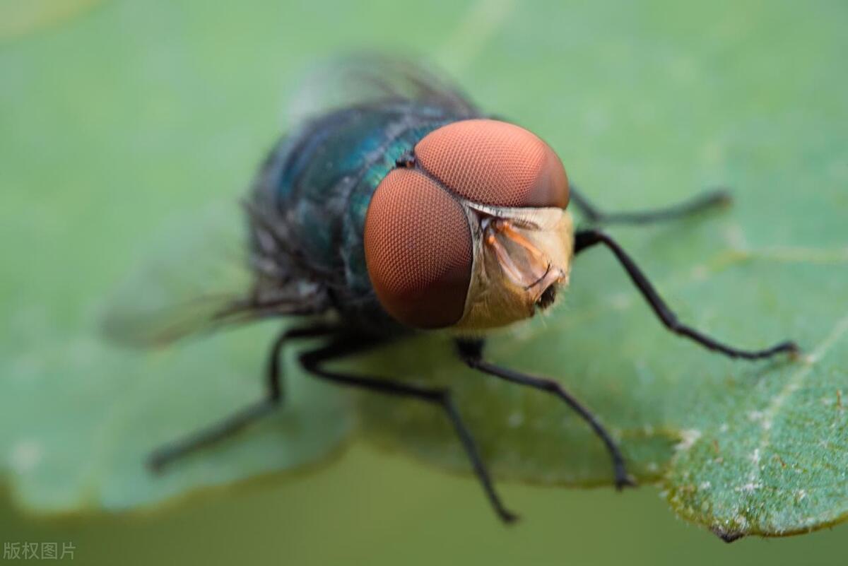 苍蝇灭杀方法_灭苍蝇用什么办法_灭苍蝇秘方