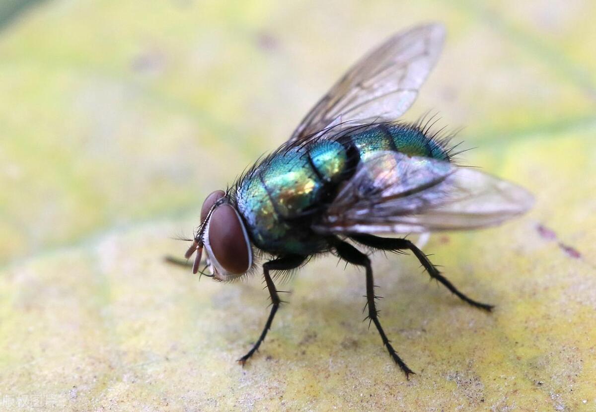 灭苍蝇用什么办法_灭苍蝇秘方_苍蝇灭杀方法