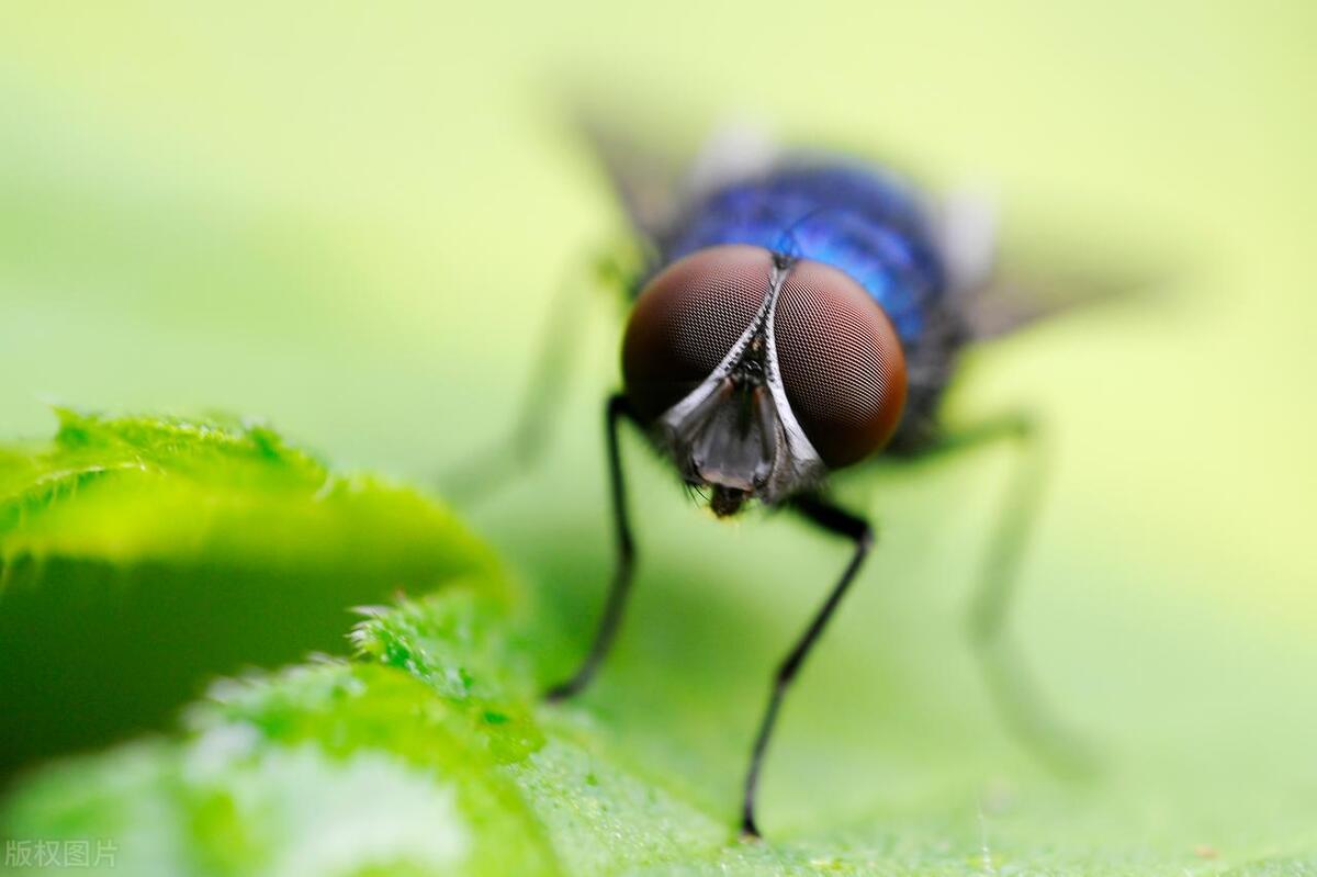 苍蝇灭杀方法_灭苍蝇用什么办法_灭苍蝇秘方