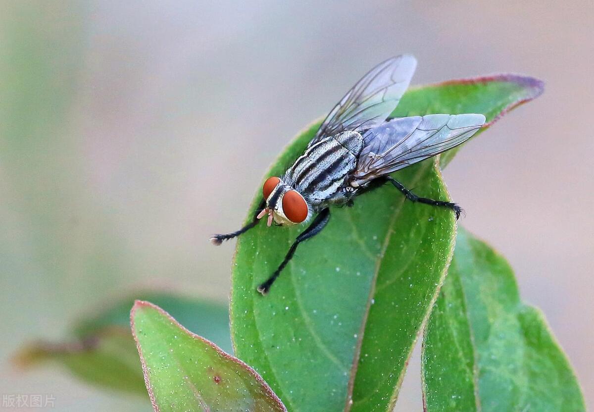 灭苍蝇用什么办法_苍蝇灭杀方法_灭苍蝇秘方