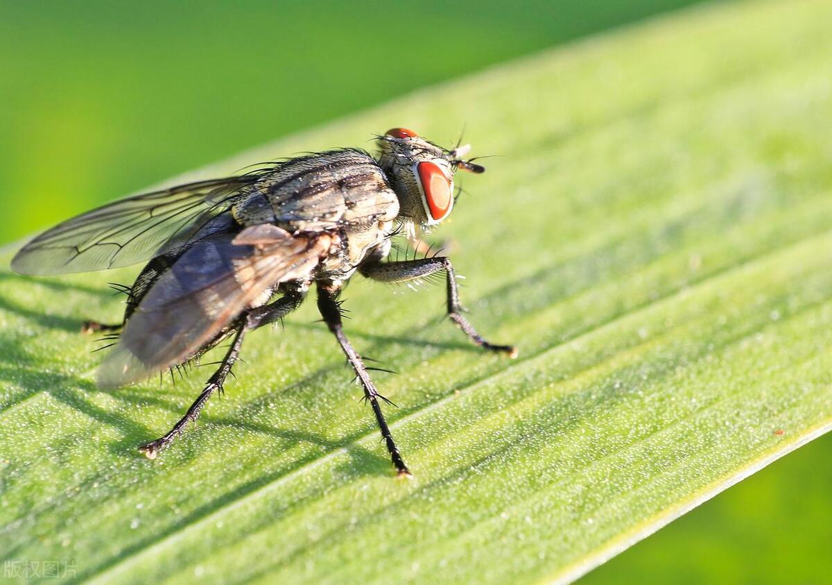 灭苍蝇秘方_灭苍蝇用什么办法_苍蝇灭杀方法