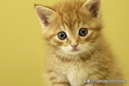 家庭灭鼠最有效的方法(家庭灭鼠小妙招)-第2张图片