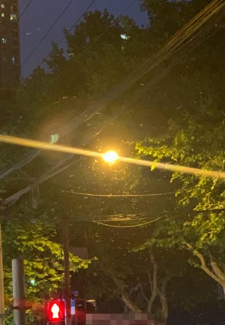 灭白蚁电话_长沙灭白蚁电话_灭白蚁电话公司