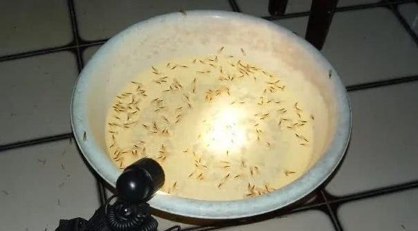 灭白蚁电话公司_灭白蚁电话_长沙灭白蚁电话