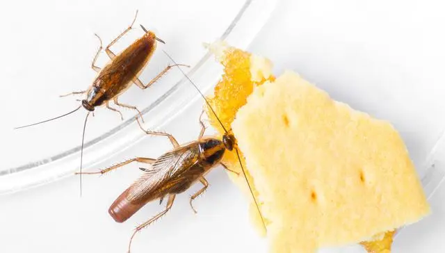 蟑螂灭除方法_蟑螂怎么灭法啊有特效吗_灭蟑螂的方法