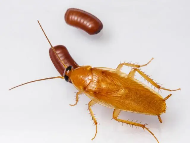 蟑螂灭除方法_蟑螂怎么灭法啊有特效吗_灭蟑螂的方法