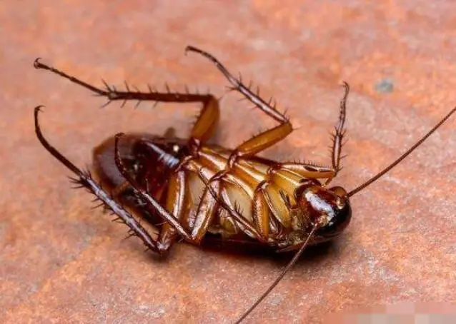 蟑螂灭除方法_灭蟑螂的方法_蟑螂怎么灭法啊有特效吗