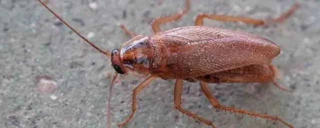 蟑螂灭除方法_蟑螂怎么灭法啊有特效吗_灭蟑螂的方法