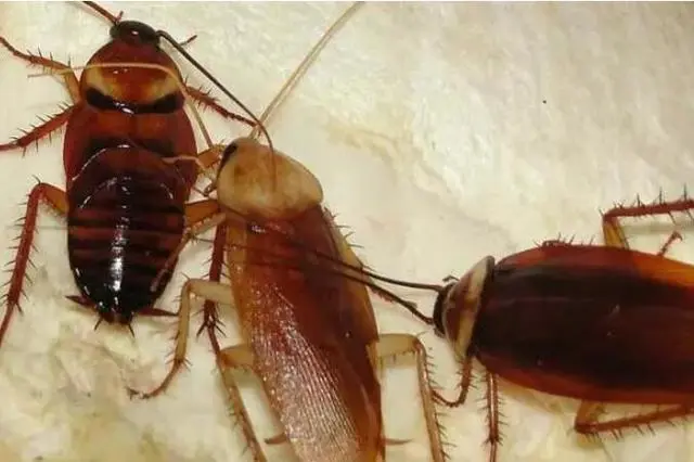 蟑螂灭除方法_灭蟑螂的方法_蟑螂怎么灭法啊有特效吗