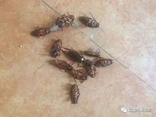 蟑螂怎么消灭最彻底小妙招知乎_蟑螂灭除方法_灭蟑螂的方法