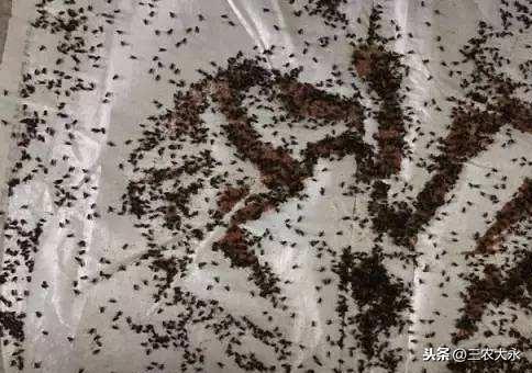 苍蝇用什么方法灭最好_苍蝇消灭苍蝇最好的办法_灭苍蝇用什么办法