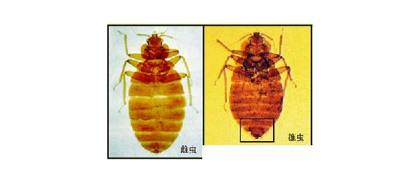 室内杀臭虫_室内臭虫怎么彻底消灭_室内灭臭虫