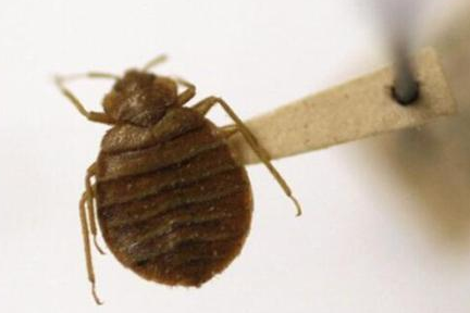 室内臭虫怎么彻底消灭_室内灭臭虫_室内杀臭虫