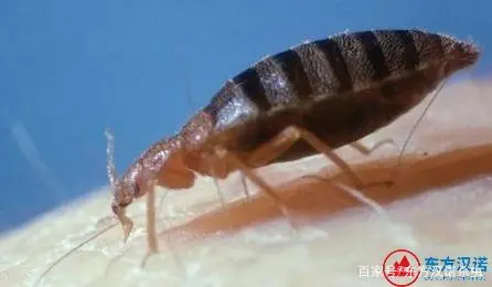 室内臭虫怎么彻底消灭_室内臭虫怎么消灭_室内灭臭虫