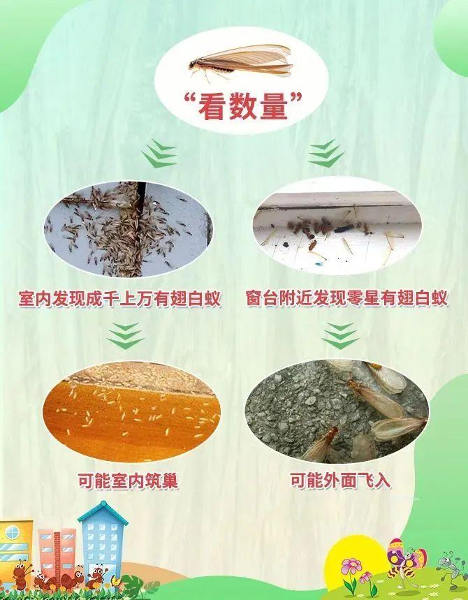 灭白蚁电话号码_灭白蚁电话杭州_灭白蚁电话